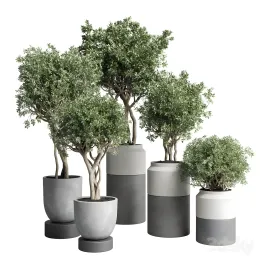 Collection indoor plant concrete dirt vase pot tree